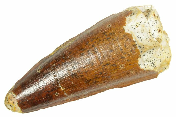 Fossil Spinosaurus Tooth - Feeding Worn Tip #363061